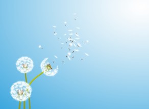 dandelion-wind
